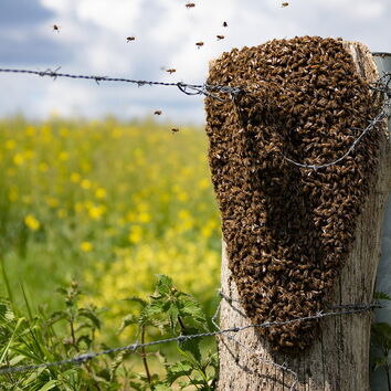 Wildbienennest an einem Stacheldrahtzaun